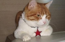 猫名字,揭秘猫咪名字背后的故事