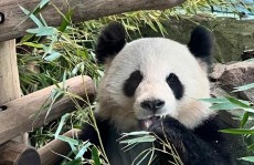 侯佩岑的愿望真真假假，高清mv无字幕视频阅览（覃海洋前未婚妻开直播覃海洋前未婚妻开直播吃瓜总结。这个瓜我也是吃上热乎的了文娱谈论大赏），年青人何如对付微博：维权、吃瓜与嚣张发泄的社交平台