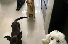 一只狗四个口,揭秘狗狗独特生理构造的趣味解读”